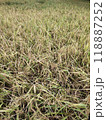 A field of dry grass with a few weeds 118887252