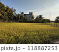 A field of rice is in front of a building 118887253