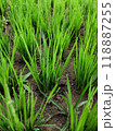 A field of green grass with some dirt in the background 118887255