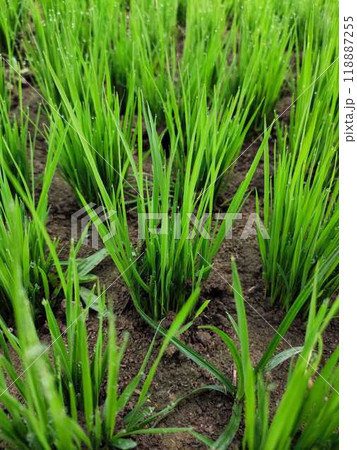 A field of green grass with some dirt in the background 118887255