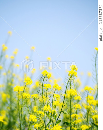 青空に向かって咲く菜の花 118887574