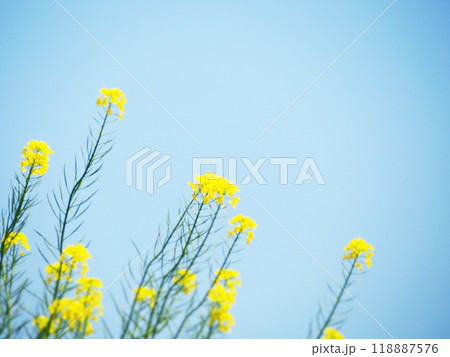 青空に向かって咲く菜の花 118887576