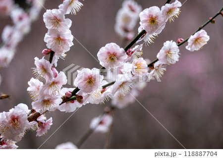 白い梅の花が咲く枝のクローズアップ 白い梅の花が咲く枝のクローズアップ 118887704