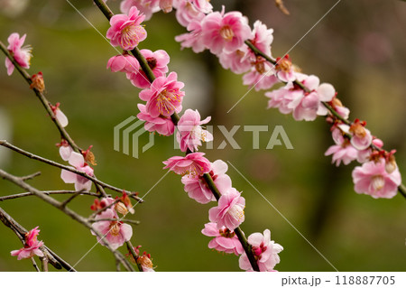 ピンクの梅の花が咲く枝のクローズアップ 118887705