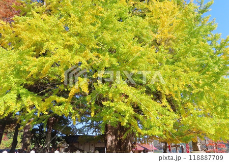 【広島県】筒賀の大銀杏 安芸太田町 118887709