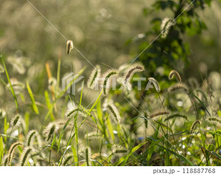 朝日に輝くエノコログサ 118887768