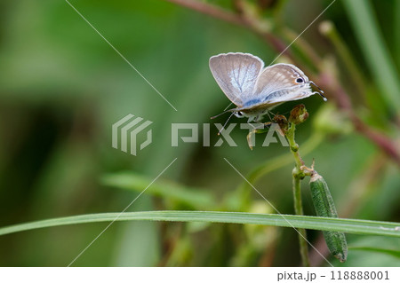 ウラナミシジミ02 118888001