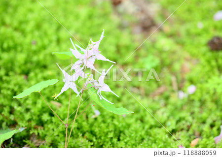 トキワイカリソウの花 118888059