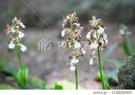 エビネの花 エビネの花 118888060