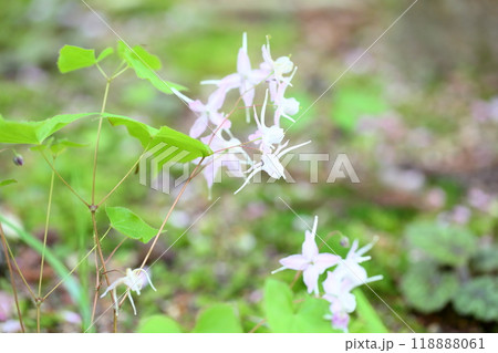 トキワイカリソウの花 118888061