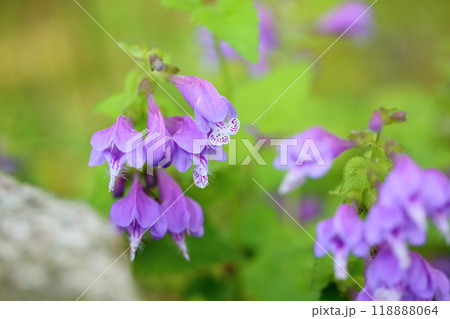 ラショウモンカズラの花 118888064