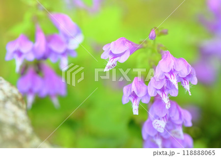 ラショウモンカズラの花 ラショウモンカズラの花 118888065