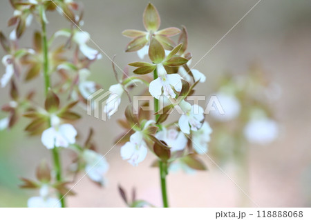 エビネの花 118888068