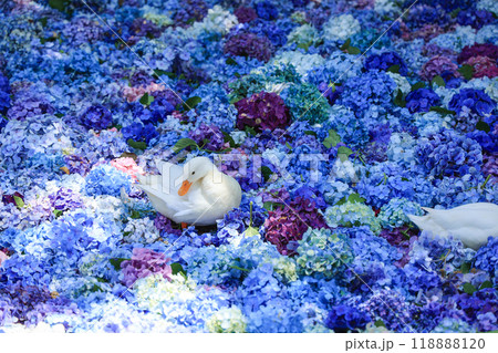 【茨城県桜川市】雨引観音の池に浮かぶ紫陽花とアヒル 【茨城県桜川市】雨引観音の池に浮かぶ紫陽花とアヒル 118888120