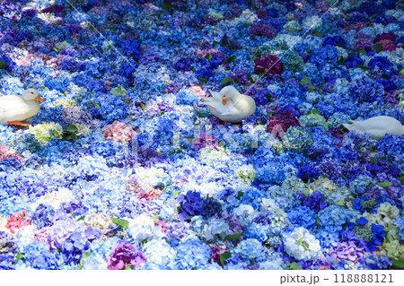 【茨城県桜川市】雨引観音の池に浮かぶ紫陽花とアヒル 【茨城県桜川市】雨引観音の池に浮かぶ紫陽花とアヒル 118888121