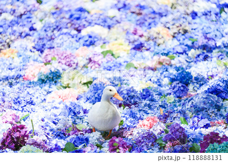 【茨城県桜川市】雨引観音の池に浮かぶ紫陽花とアヒル 118888131