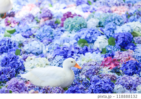 【茨城県桜川市】雨引観音の池に浮かぶ紫陽花とアヒル 【茨城県桜川市】雨引観音の池に浮かぶ紫陽花とアヒル 118888132