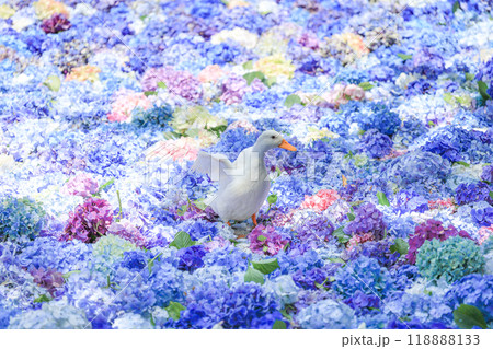 【茨城県桜川市】雨引観音の池に浮かぶ紫陽花とアヒル 118888133