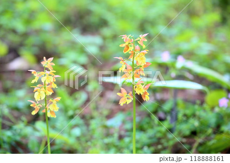 エビネの花 118888161