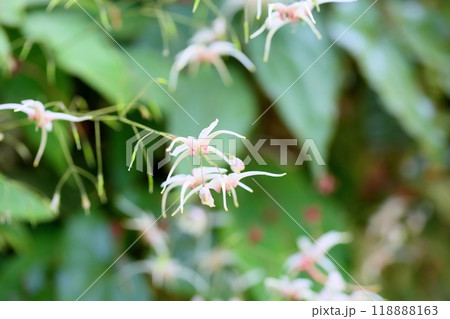 トキワイカリソウの花 トキワイカリソウの花 118888163