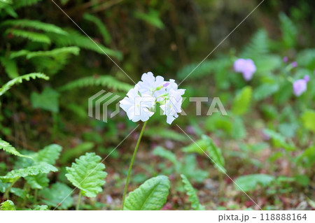 可愛い　サクラソウの花 118888164