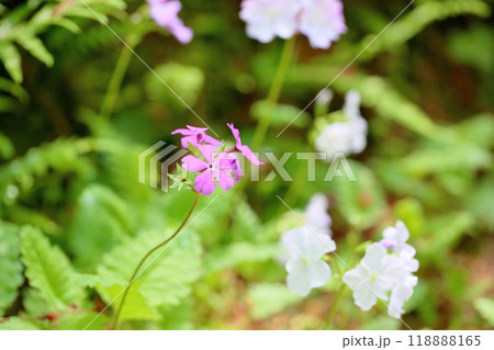 可愛い　サクラソウの花 118888165