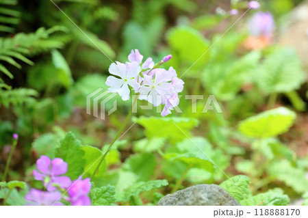 可愛い サクラソウの花 可愛い サクラソウの花 118888170