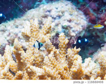 テーブルサンゴに住む可愛いフタスジリュウキュウスズメダイ、ミツボシクロスズメダイ(スズメダイ科)幼魚 テーブルサンゴに住む可愛いフタスジリュウキュウスズメダイ、ミツボシクロスズメダイ(スズメダイ科)幼魚 118888408