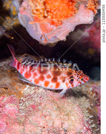 美しいテーブルサンゴと可愛いミナミゴンベ(ゴンベ科)の幼魚他。静岡県伊豆半島南伊豆町中木ヒリゾ浜-2 美しいテーブルサンゴと可愛いミナミゴンベ(ゴンベ科)の幼魚他。静岡県伊豆半島南伊豆町中木ヒリゾ浜-2 118888498