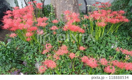 お寺の彼岸花 お寺の彼岸花 118888534