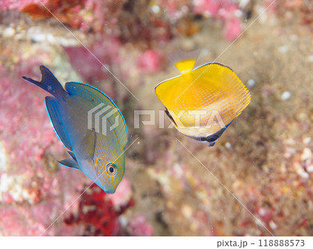 可愛いミゾレチョウチョウウオ(チョウチョウウオ科)の幼魚他。伊豆半島南伊豆町中木ヒリゾ浜-2023 可愛いミゾレチョウチョウウオ(チョウチョウウオ科)の幼魚他。伊豆半島南伊豆町中木ヒリゾ浜-2023 118888573