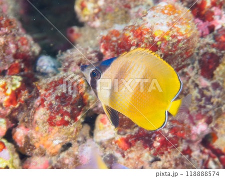 可愛いミゾレチョウチョウウオ(チョウチョウウオ科)の幼魚他。伊豆半島南伊豆町中木ヒリゾ浜-2023 可愛いミゾレチョウチョウウオ(チョウチョウウオ科)の幼魚他。伊豆半島南伊豆町中木ヒリゾ浜-2023 118888574