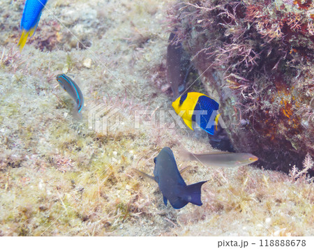 可愛いソメワケヤッコ（キンチャクダイ科）の幼魚他。静岡県伊豆半島南伊豆町中木ヒリゾ浜-2023年 118888678