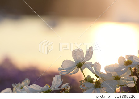 White Pastel flower floral soft nature blossom blurred background. White flowers romance botanical bloom spring season. Soft sunlight petals plant in beautiful garden. Romantic Backdrop template White Pastel flower floral soft nature blossom blurred background. White flowers romance botanical bloom spring season. Soft sunlight petals plant in beautiful garden. Romantic Backdrop template 118889220
