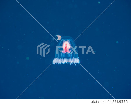 不老不死と言われる不思議なベニクラゲ（ベニクラゲモドキ科）。 伊豆半島南伊豆町中木ヒリゾ浜-2023 118889573