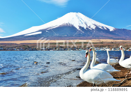 山梨県　青空の山中湖と白鳥たち　そして富士山 118889891