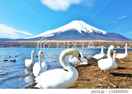 山梨県　青空の山中湖と白鳥たち　そして富士山 118889892