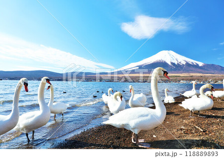 山梨県 青空の山中湖と白鳥たち そして富士山 山梨県 青空の山中湖と白鳥たち そして富士山 118889893