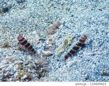 砂地で共生する、クビアカハゼ（ハゼ科）、コシジロテッポウエビ（テッポウエビ科）伊豆半島南伊豆2023 118889923