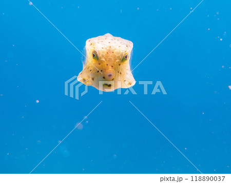 美しいコンゴウフグ（ハコフグ科）の幼魚他。静岡県伊豆半島南伊豆町中木ヒリゾ浜-2023年 118890037