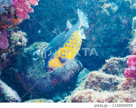 美しいハコフグ（ハコフグ科）。静岡県伊豆半島南伊豆町中木ヒリゾ浜-2023年 118890059