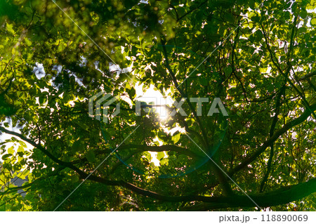 森の中から見上げた空 森の中から見上げた空 118890069