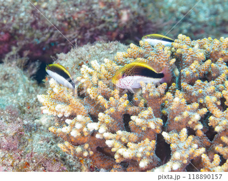 美しいテーブルサンゴとホシゴンベ（ゴンベ科）の幼魚の群れ。静岡県伊豆半島南伊豆町中木ヒリゾ浜2023 118890157