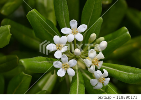 トベラ(Cheesewood tree) 118890173