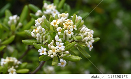 トベラ(Cheesewood tree) トベラ(Cheesewood tree) 118890178