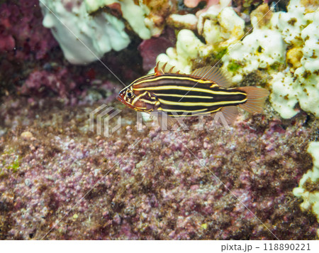 水中洞窟にいる毒を持つ美しいヌノサラシ(ハタ科)の幼魚。静岡県伊豆半島南伊豆町中木ヒリゾ浜-2023 水中洞窟にいる毒を持つ美しいヌノサラシ(ハタ科)の幼魚。静岡県伊豆半島南伊豆町中木ヒリゾ浜-2023 118890221