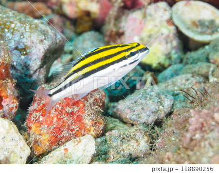 美しいフタスジタマガシラ(イトヨリダイ科)の幼魚。静岡県伊豆半島南伊豆町中木ヒリゾ浜-2023年 美しいフタスジタマガシラ(イトヨリダイ科)の幼魚。静岡県伊豆半島南伊豆町中木ヒリゾ浜-2023年 118890256