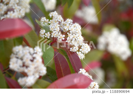 カナメモチ/レッドロビン(Japanese photinia) カナメモチ/レッドロビン(Japanese photinia) 118890694