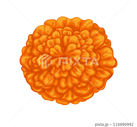 Mexican marigold cempasuchil flower. Isolated cartoon vector tagetes blossom bud with orange petals, symbol of cultural celebrations and festive occasions of Mexico, Day of the dead and Muertos event 118890992