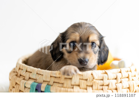 カニンヘンダックスの仔犬 118891107